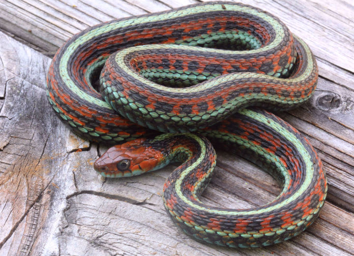 California Red-sided Garter Snake